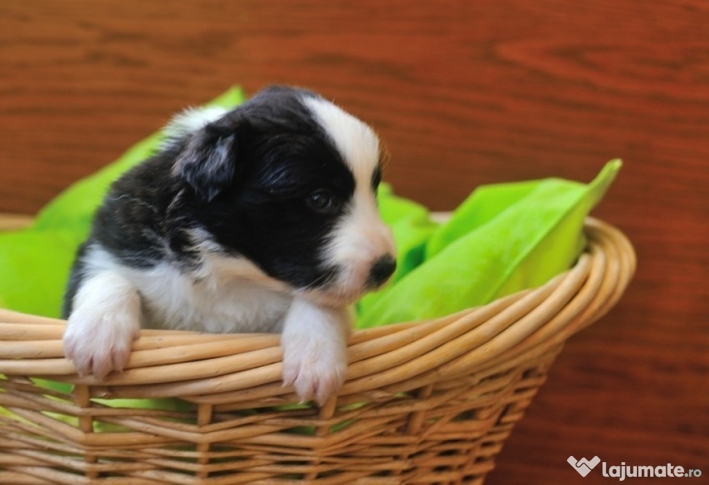 Frumos Border Collie