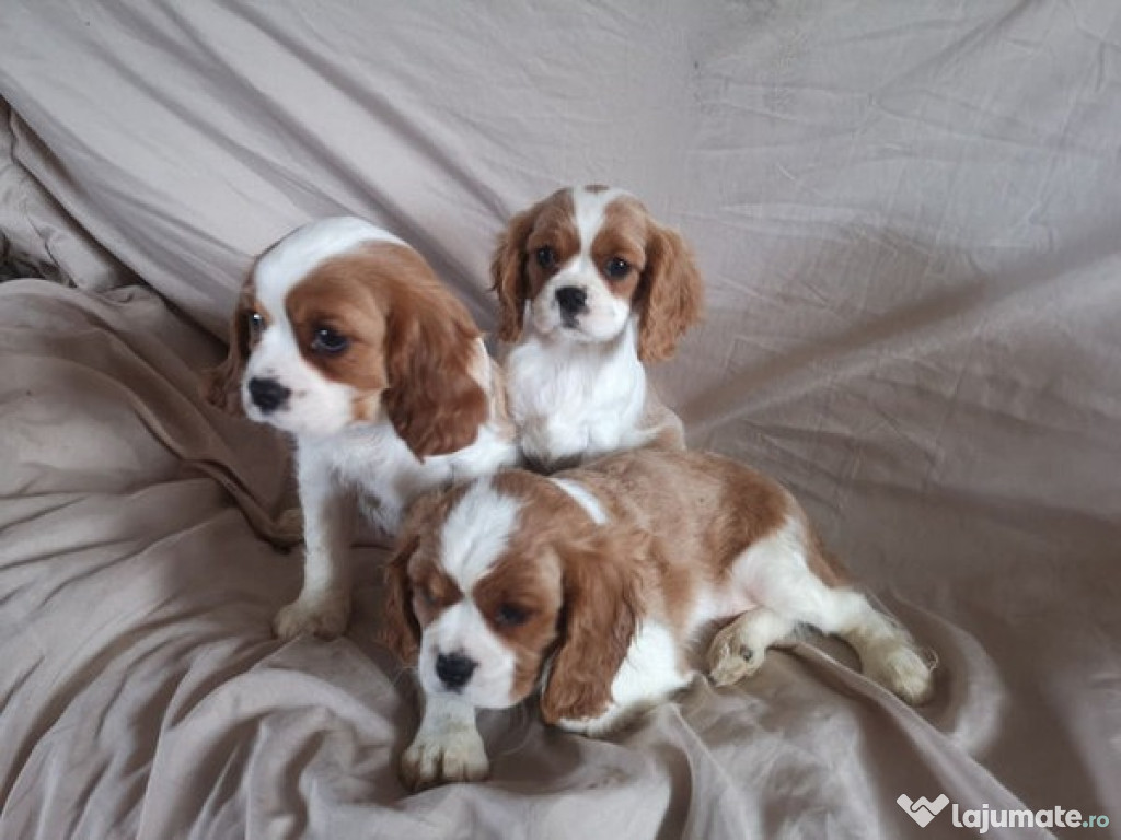 Disponibili doi pui de Cavalier King Charles