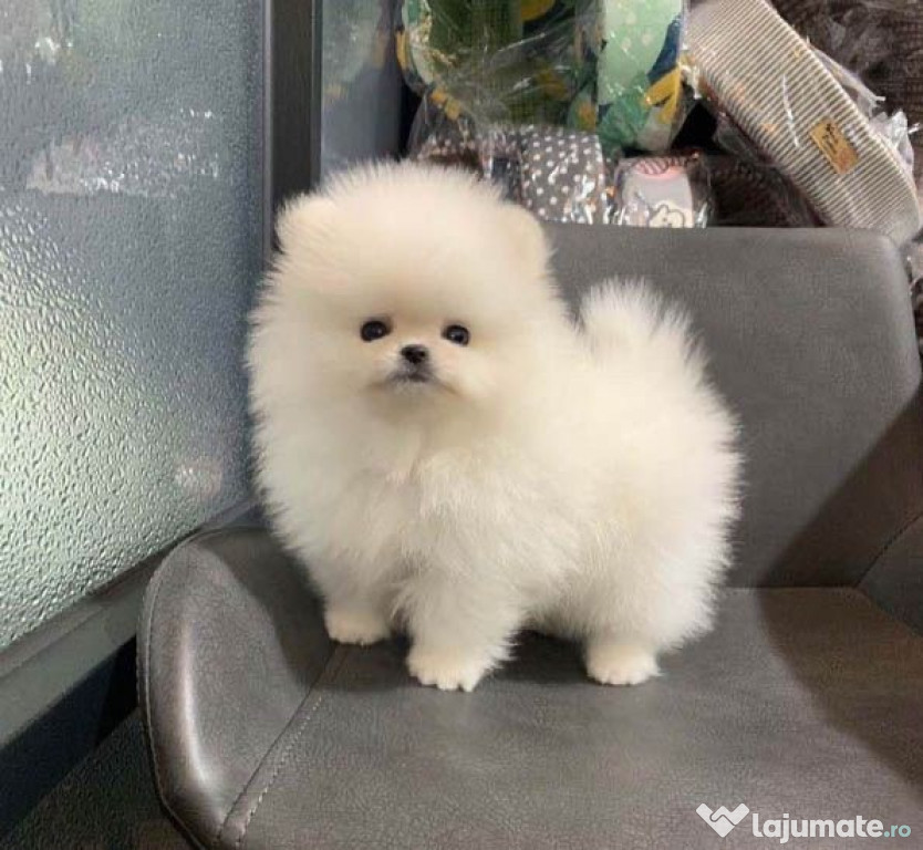 Pomeranian Albi, Maro, Negri, talie Toy