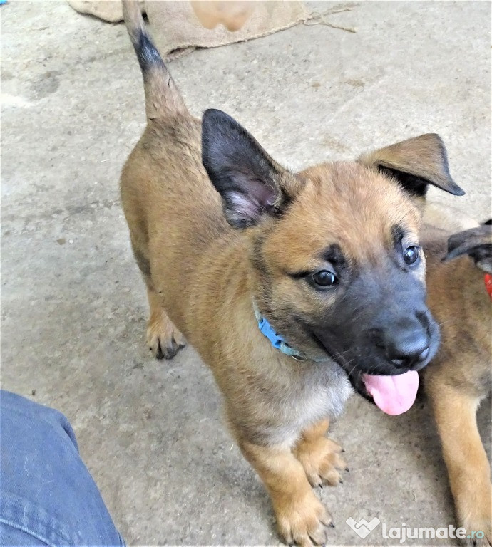 Pui Ciobănesc Belgian Malinois