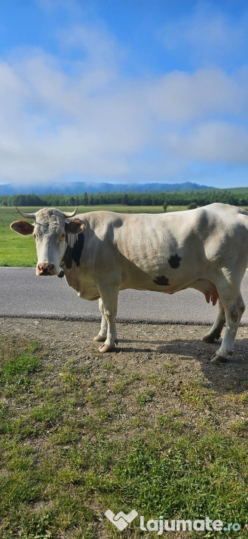 Vaca de lapte bălțată românească