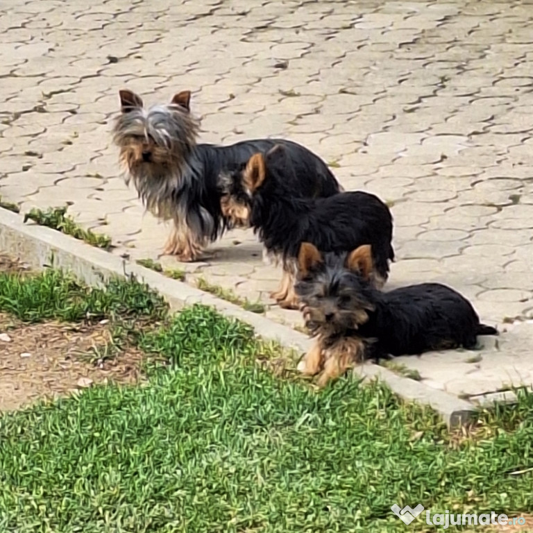 Yorkshire terrier