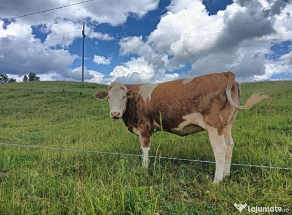 Vând vaca bălțata și vitea (0743) 944 981