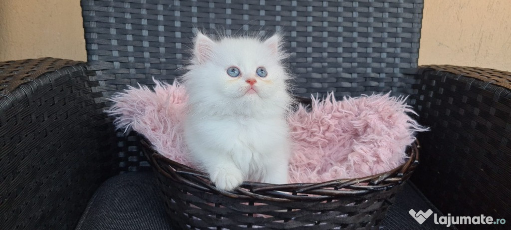 Pisic persan cu ochi albastrii