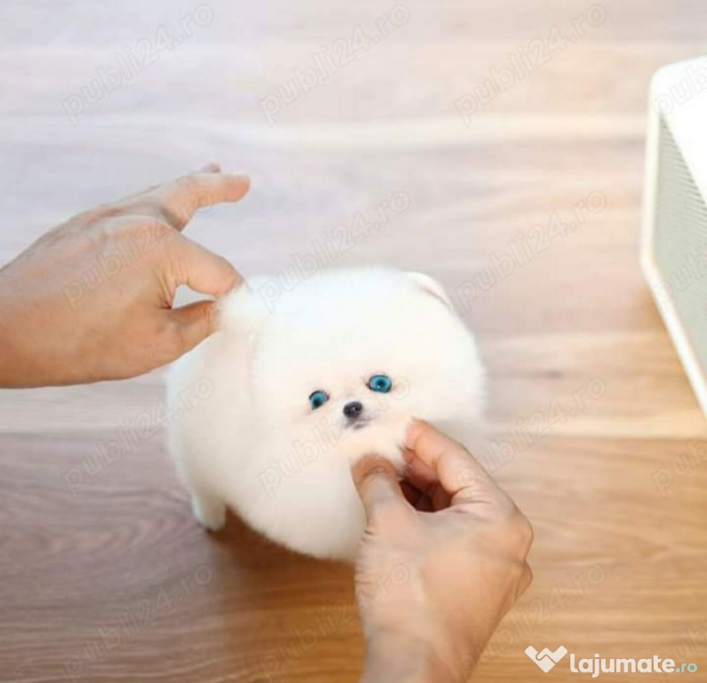 Pomeranian mini toy