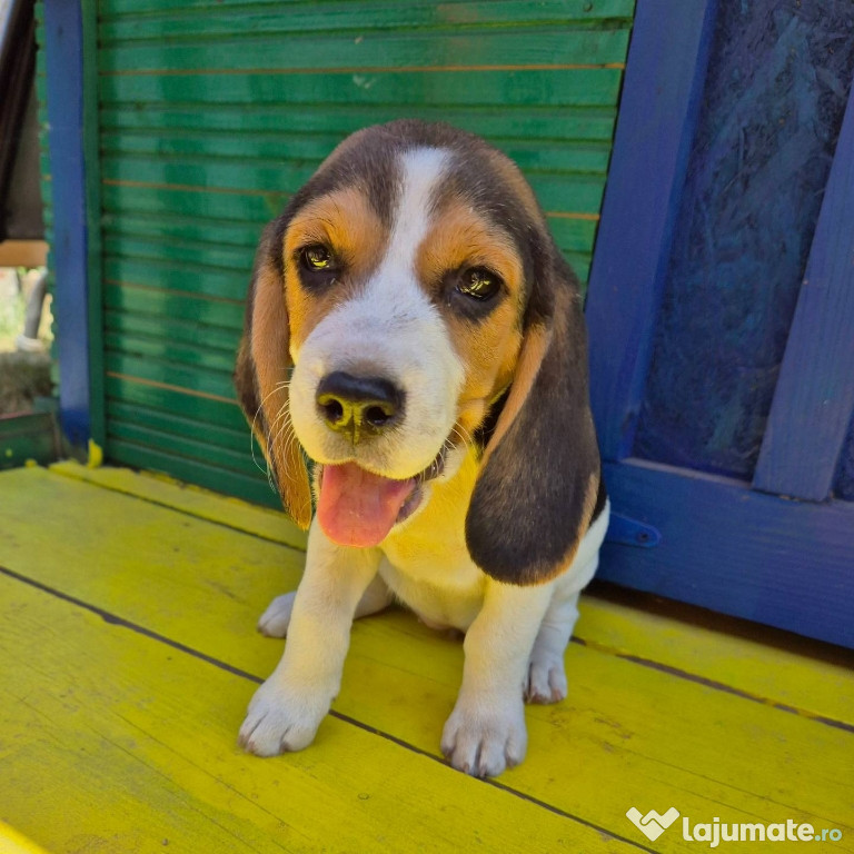 Fetiță beagle își caută stăpâni