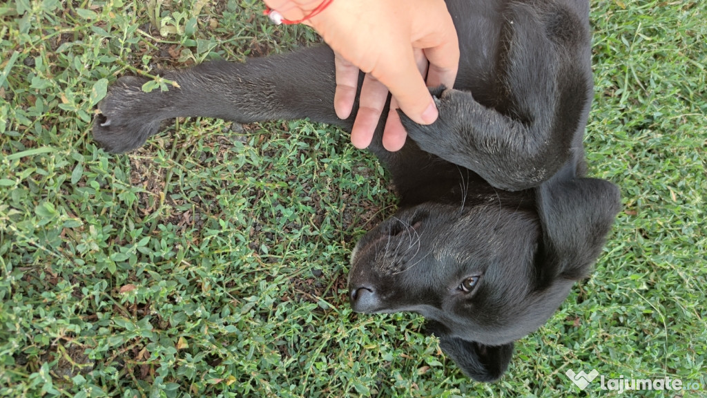 Labrador retriever