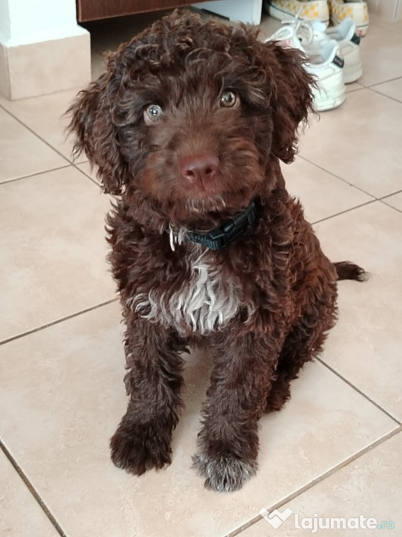 Catelusa Lagotto Romagnolo Piatra Neamt