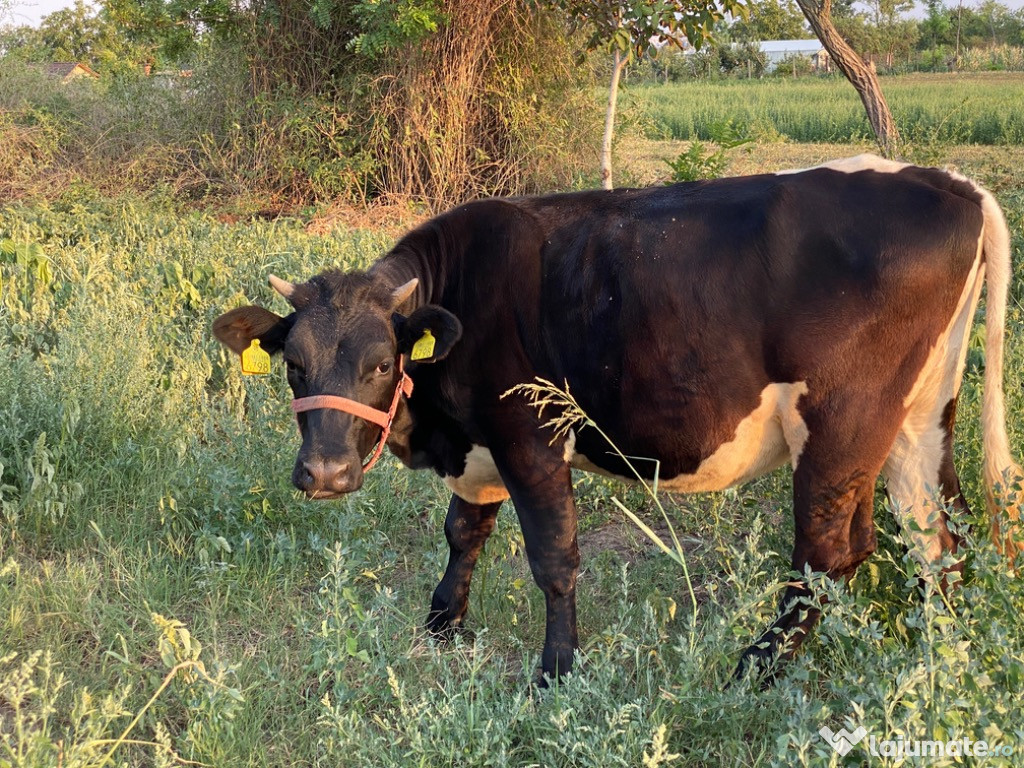 Vând Vițea Bălțată Românească