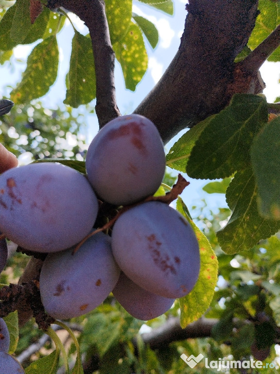 Prune tuleu timpuriu