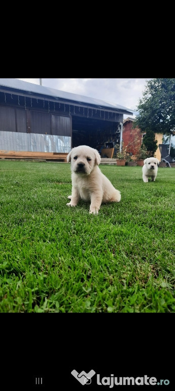 Vând labrador retrieveri