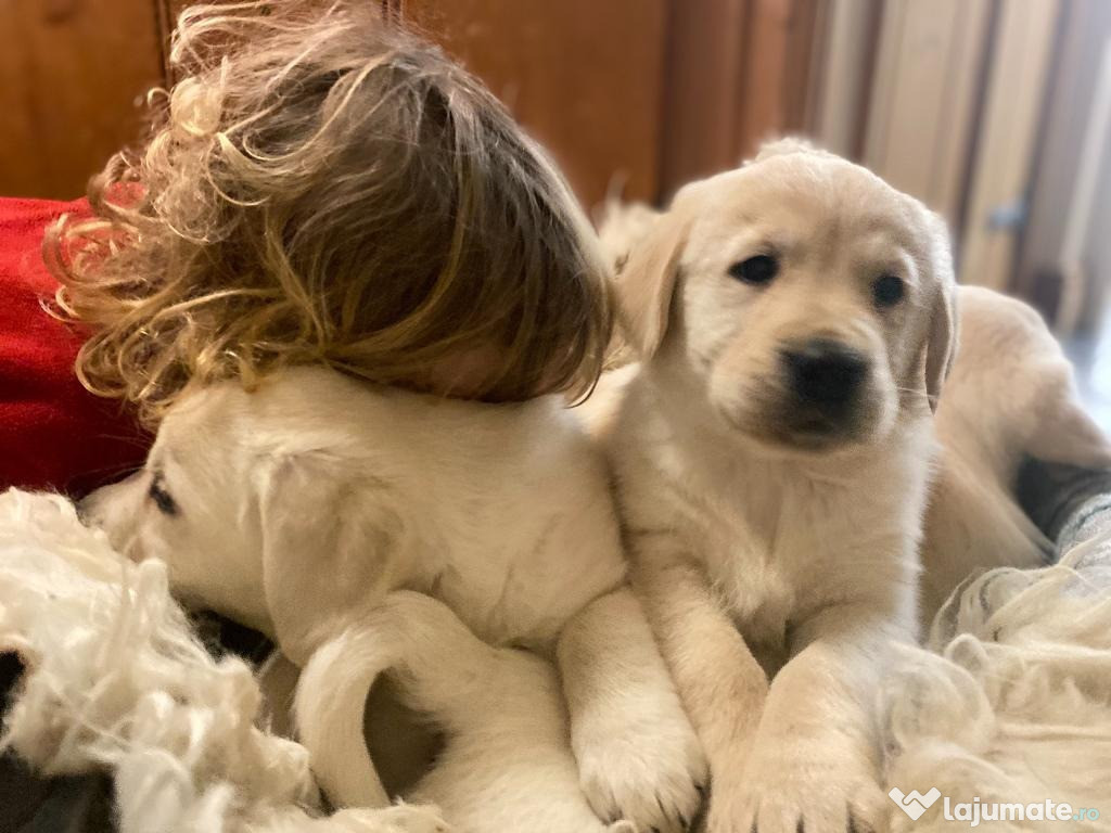 Căței Golden Retriever