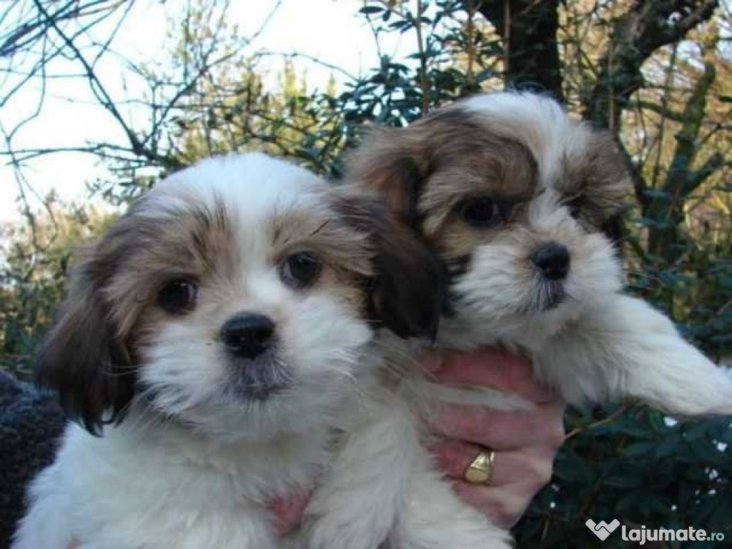 Cățeluși frumoși de Shih Tzu