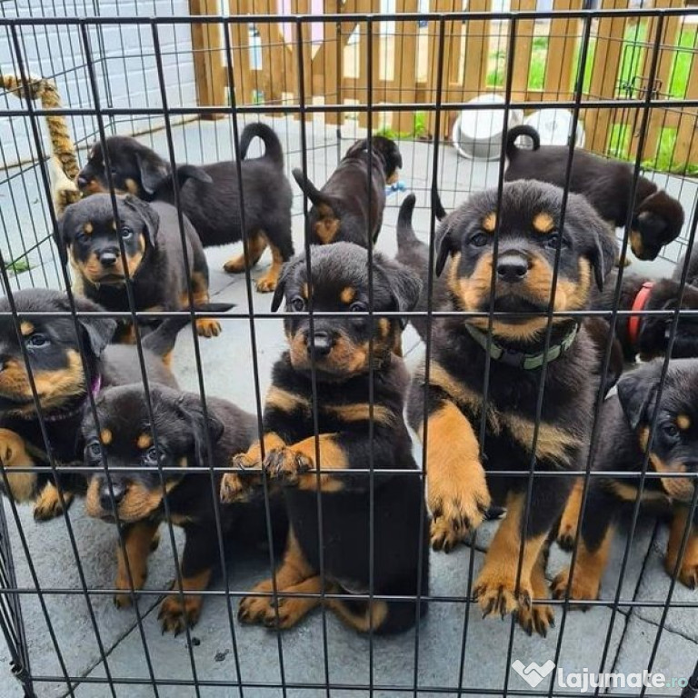 Căței Rottweiler cu pedigree