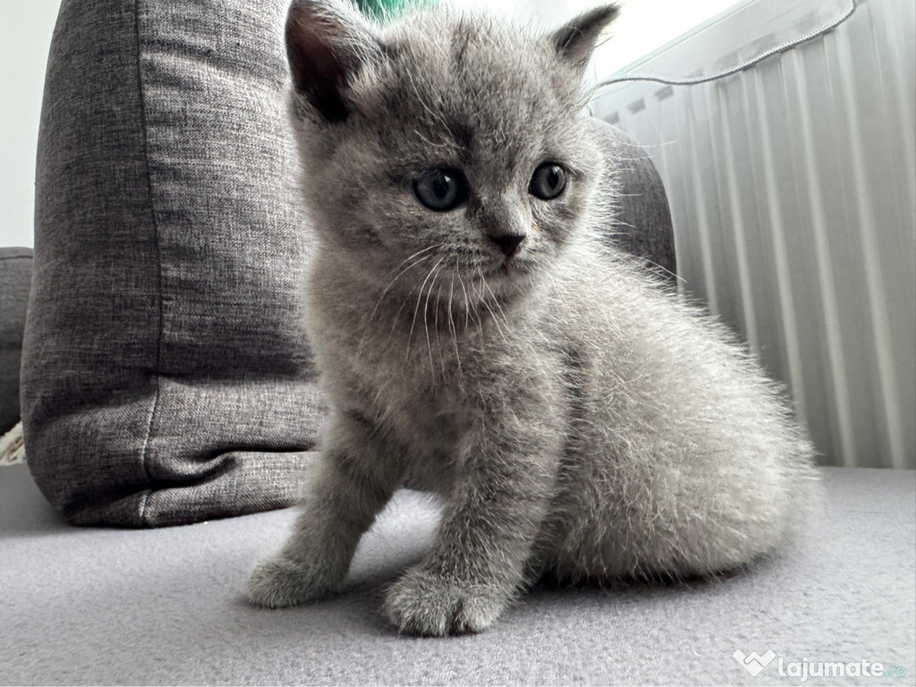 Vând pui de British Shorthair