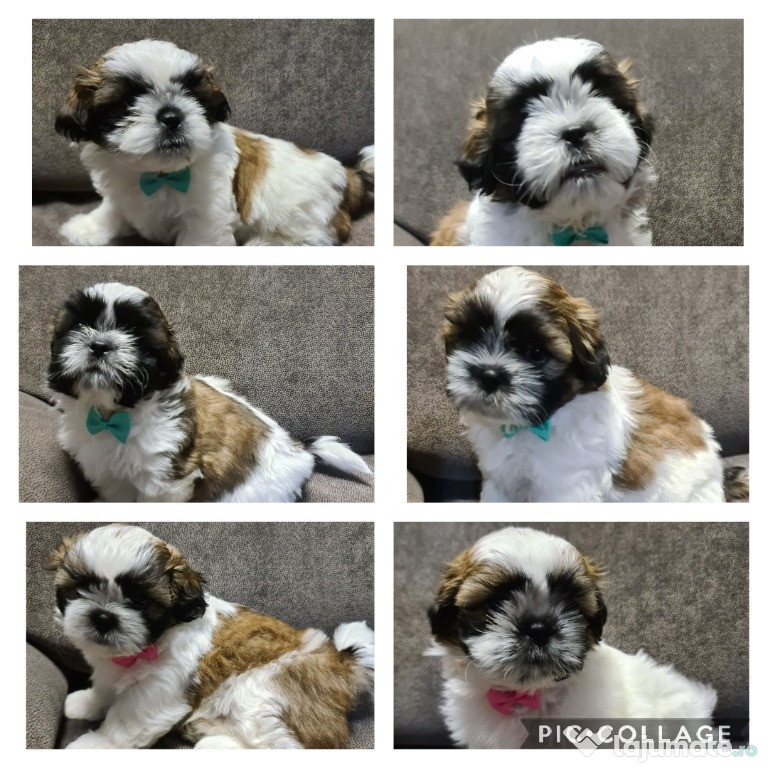 Cățeluși Shih-tzu