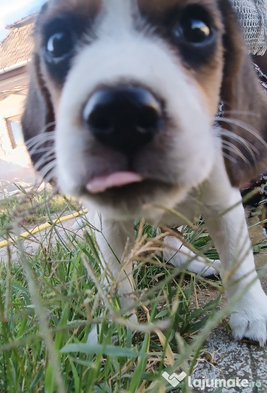 Cățeluși Beagle Tricolor