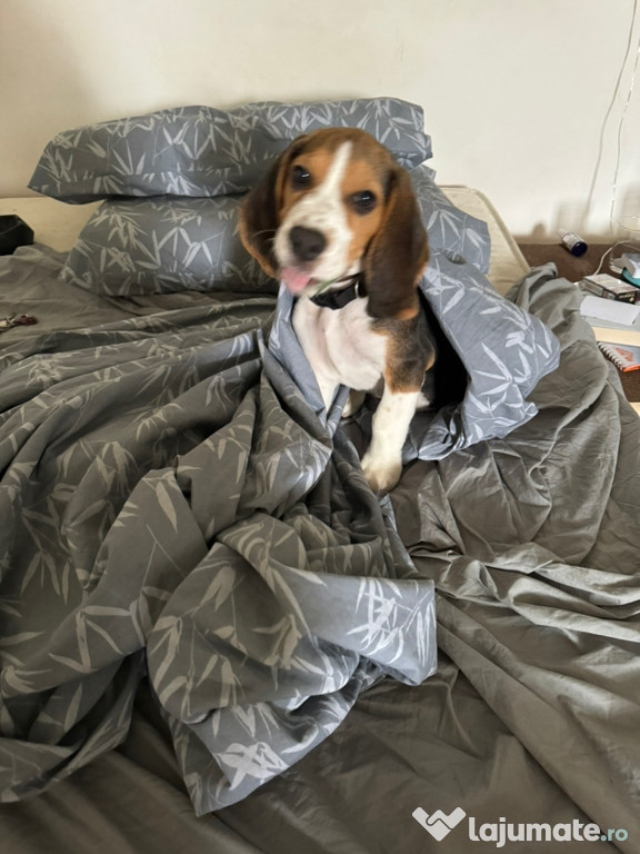 Câine beagle tricolor