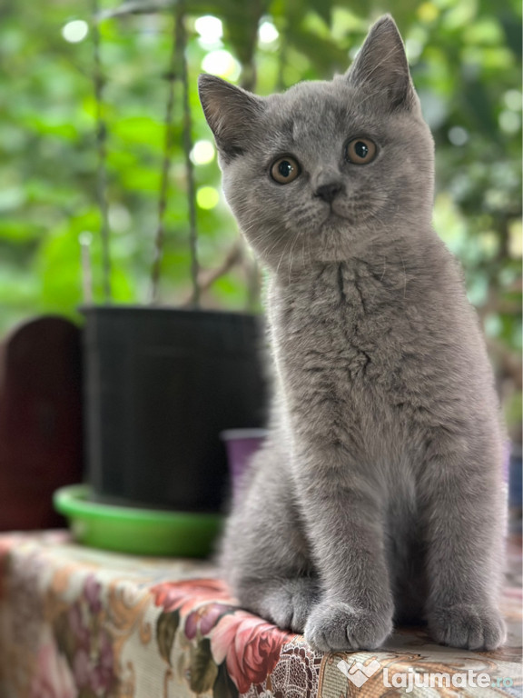 British shorthair