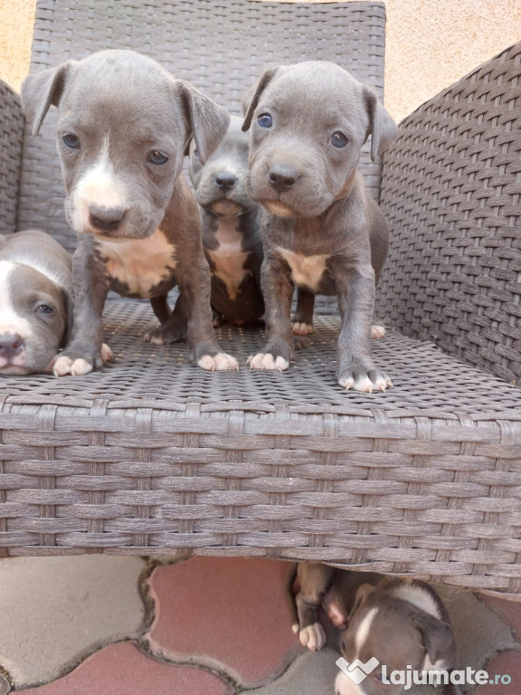 Caței Amstaff blue