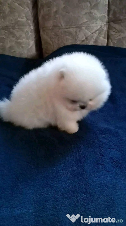 Pomeranian ursulet boo mini