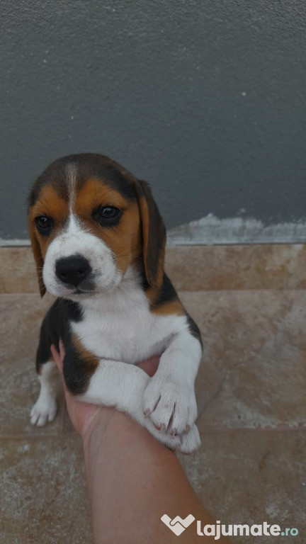 Vând cățelușă Beagle