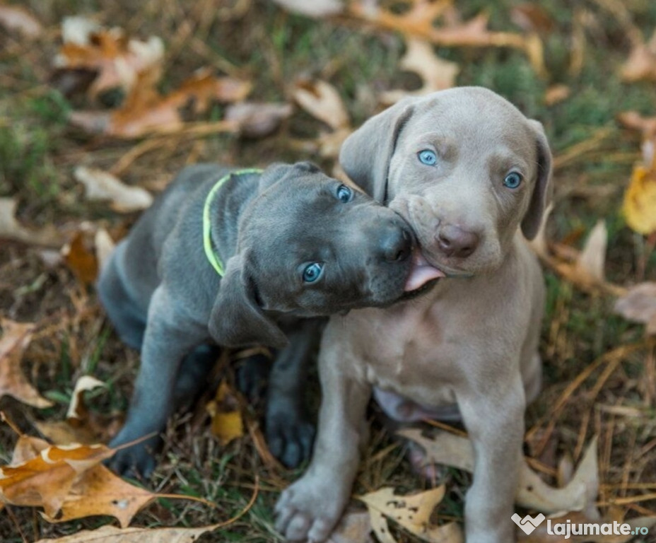 Brac weimar -weimaraner blue și gri