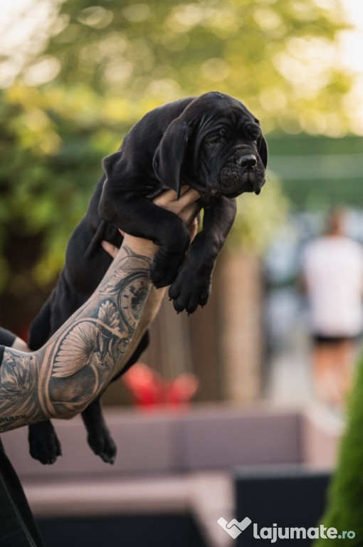 Cane Corso cățeluși