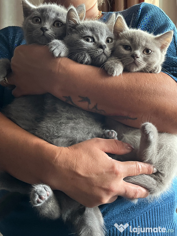 Pisici BritishShorthair