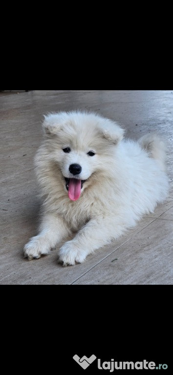 Vand catelusa samoyed