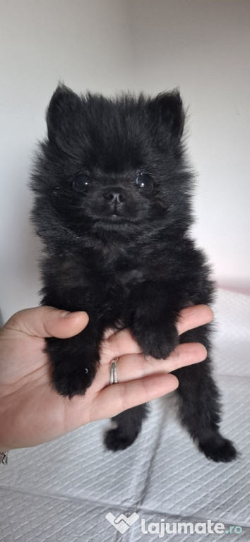 Vânzare pui pomeranian