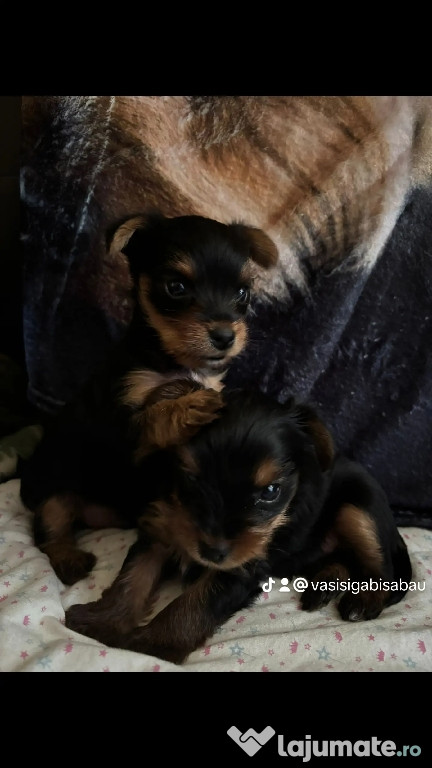 Căței yorkshire terrier mini.