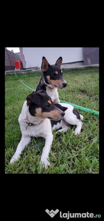 Jack russell terrier