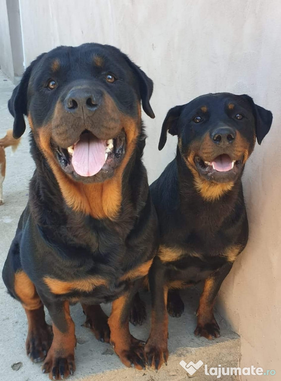 Rottweiler disponibil născuți pe 18-06-2024