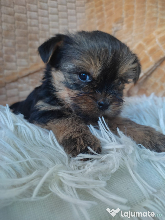 Yorkshire terrier