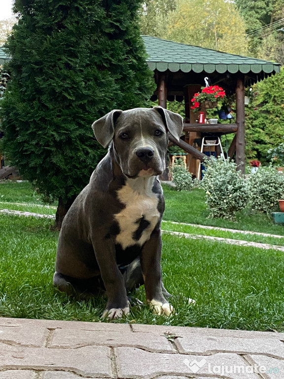 American Bully de vânzare