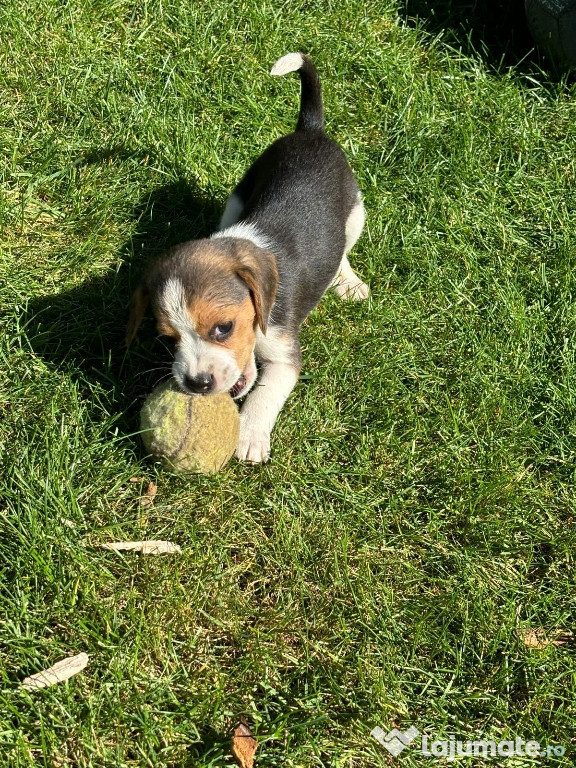 Căței beagle tricolor