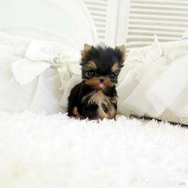 Yorkshire terrier mini toy