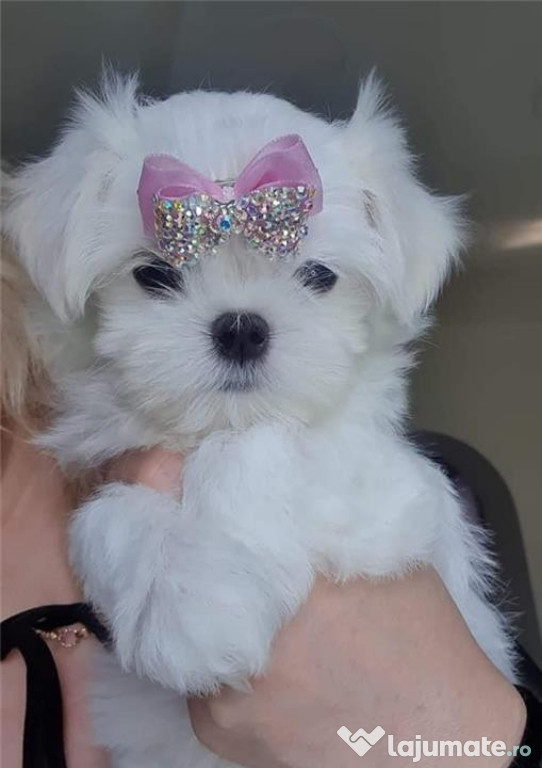 Pui Bichon Maltez femela mini toy