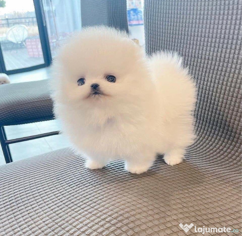 Pomeranian Boo mini teacup