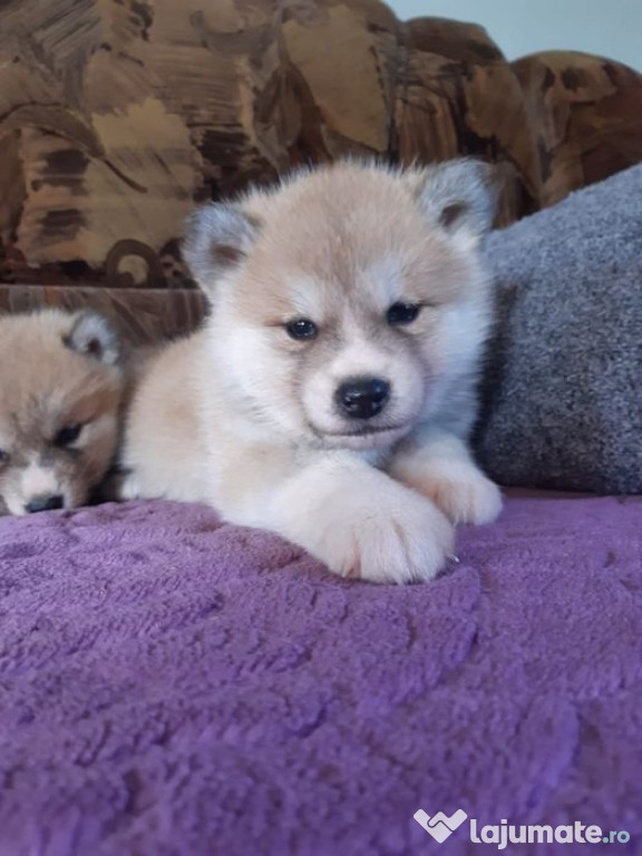 Akita Inu Japonez