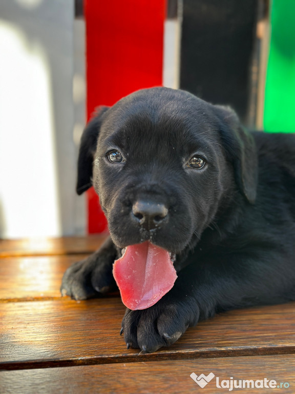 Pui Cane Corso vârstă 8 săptămâni