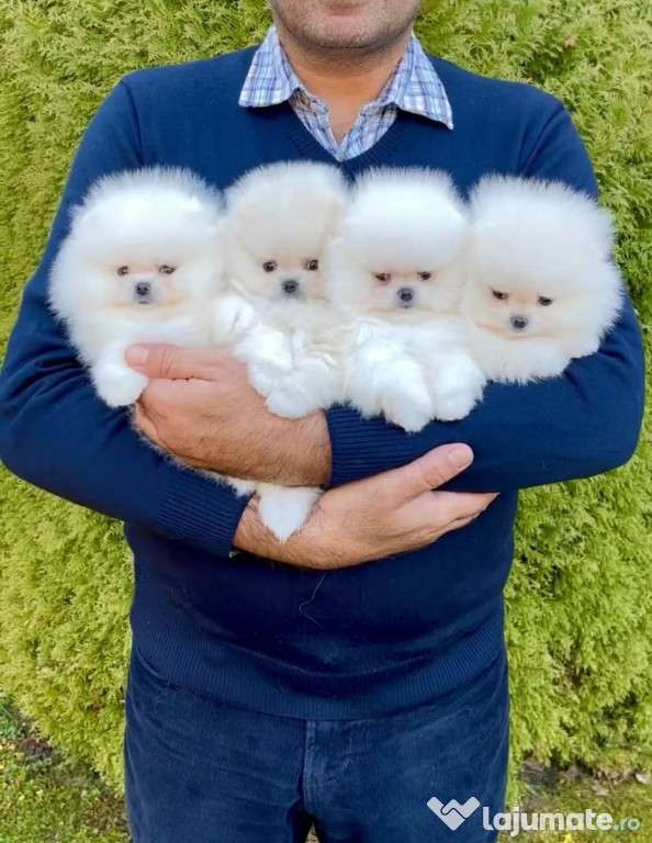 Pomeranian teeacup asigur transport