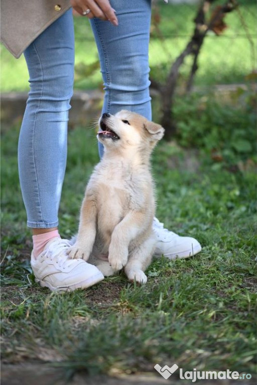 Căței Akita Inu japonezi