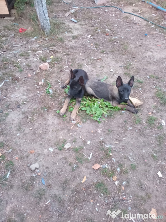 Catei ciobanesc belgian malinois