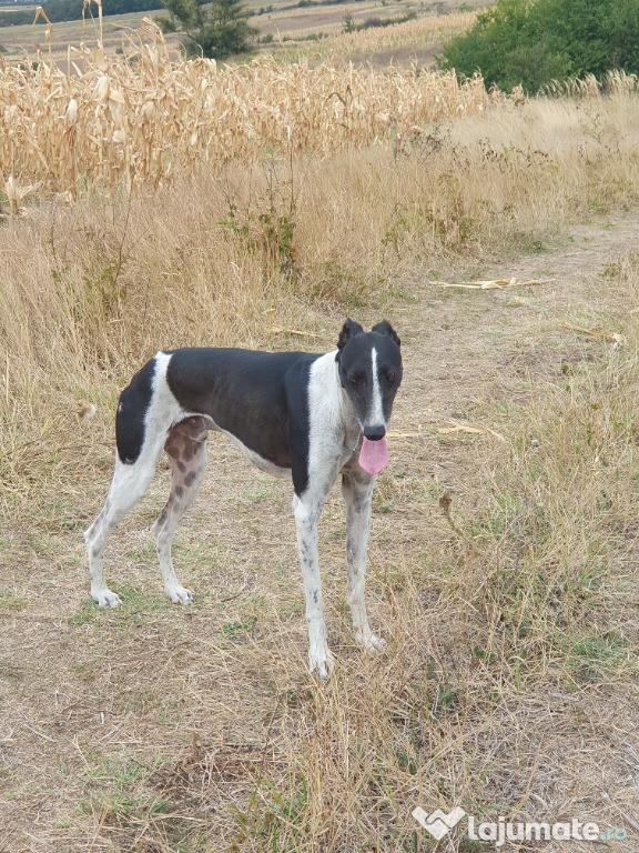 Caine ogar in căutare de casa noua