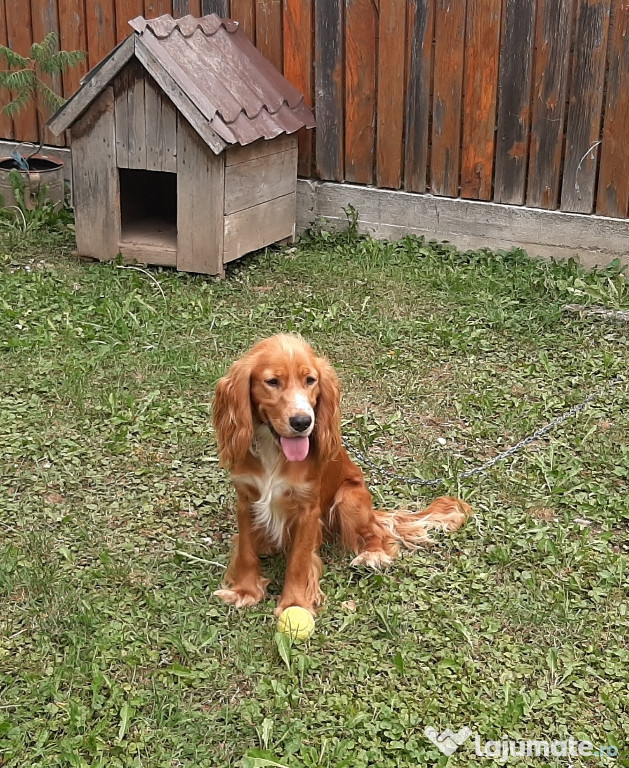 De vânzare Cocker Spaniel