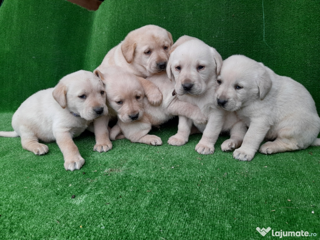 Puiuți Labrador Golden și Black