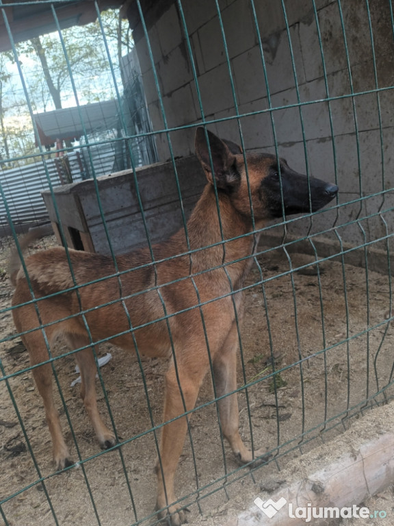 Catelusa ciobanesca belgian malinois