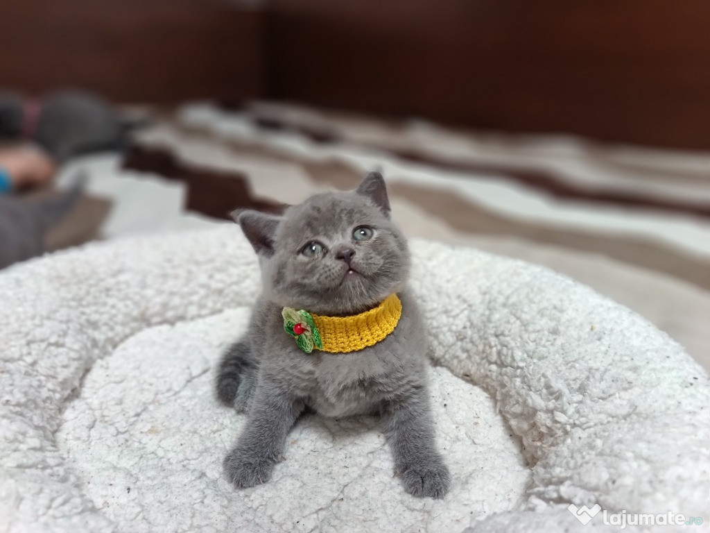 British Shorthair